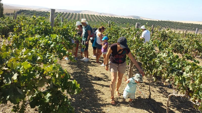 Disfrute de una experiencia única en nuestra bodega y almazara